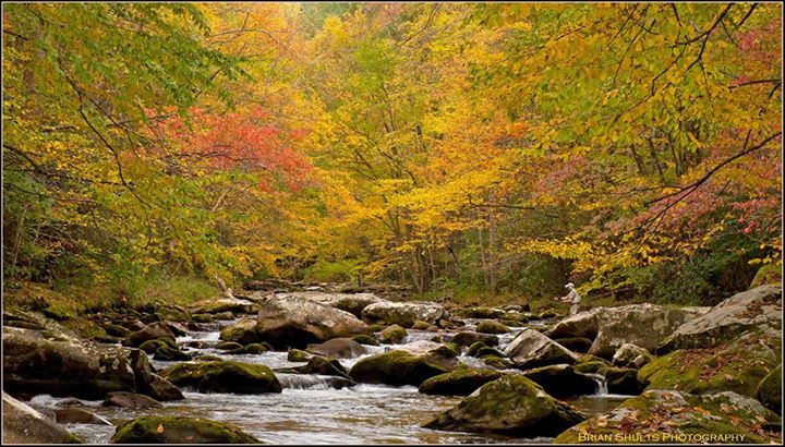 Where can you find a Tennessee fall foliage map?